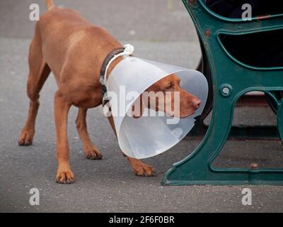 Ein Hund trägt in Brighton einen Plastikkegel Stockfoto