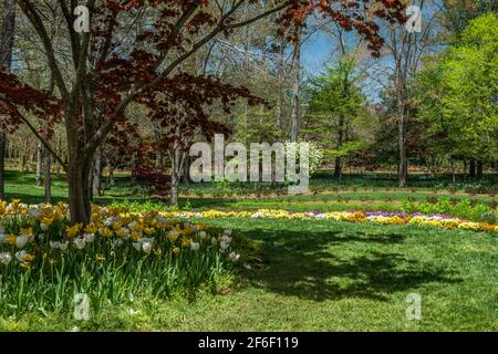 Vielfalt der Blumen Bäume und Sträucher alle in Blüte mit Neu auftauchendes Laub, das auf einer sonnigen, leuchtenden Farbgebung auftaucht Tag im frühen Frühling Stockfoto