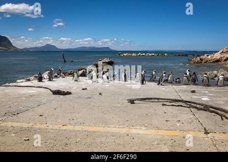 Panoramablick auf eine Pinguinkolonie im Stony Point Nature Reserve in Betty's Bay in der Nähe von Kapstadt, Südafrika an einem sonnigen Tag Stockfoto