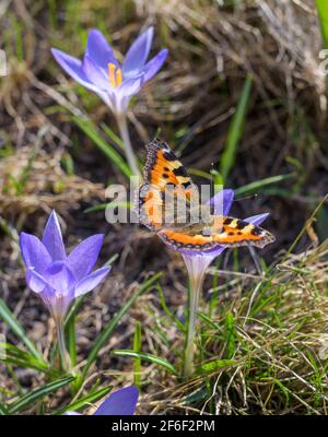Orangefarbener Schmetterling auf einer Blume aus violetten Krokus am sonnigen Frühlingstag aus nächster Nähe. Stockfoto