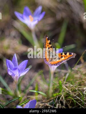 Orangefarbener Schmetterling auf einer Blume aus violetten Krokus am sonnigen Frühlingstag aus nächster Nähe. Stockfoto