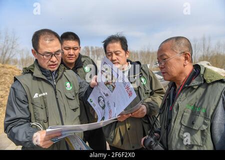 (210331) -- BAICHENG, 31. März 2021 (Xinhua) -- Mitglieder des Zhenlai-Vogelschutzteams der China Wildlife Conservation Association bereiten Werbematerial zum Vogelschutz im Bezirk Zhenlai, Stadt Baicheng, nordöstlich der Provinz Jilin, vor, 31. März 2021. Eine Gruppe von Menschen gehen oft langsam und sprechen mit leiser Stimme am Rande des Feuchtgebiets im Bezirk Zhenlai, wenn das Wetter sich erwärmt. Manchmal nehmen sie ein Fernglas auf, um nach draußen zu schauen, und manchmal beugen sie ihren Kopf, um die geographischen Koordinaten auf ihren Mobiltelefonen aufzuzeichnen. Sie sind Mitglieder des Vogelschutzteams Zhenlai von Th Stockfoto