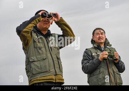 (210331) -- BAICHENG, 31. März 2021 (Xinhua) -- Mitglieder des Zhenlai Vogelschutzteams der China Wildlife Conservation Association beobachten Zugvögel im Bezirk Zhenlai, Stadt Baicheng, nordöstlich der Provinz Jilin, 31. März 2021. Eine Gruppe von Menschen gehen oft langsam und sprechen mit leiser Stimme am Rande des Feuchtgebiets im Bezirk Zhenlai, wenn das Wetter sich erwärmt. Manchmal nehmen sie ein Fernglas auf, um nach draußen zu schauen, und manchmal beugen sie ihren Kopf, um die geographischen Koordinaten auf ihren Mobiltelefonen aufzuzeichnen. Sie sind Mitglieder des Zhenlai Vogelschutzteams der China Wildlife konserven Stockfoto