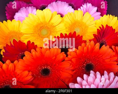 Gerberas verschiedener Sorten und Farben, Nahaufnahme Stockfoto