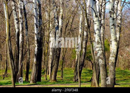 Europäischer Silberbirkenwald in abstrakter Frontalansicht. Frühlingsszene mit weißen Stämmen in Nahaufnahme. Grünes Unterholz. Frühjahrssaison. Betula pendula Stockfoto