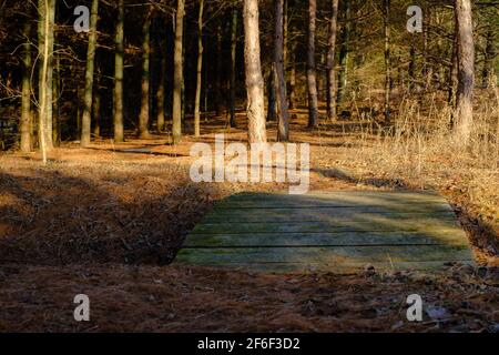 Eine kleine hölzerne Fußgängerbrücke ragen über einen Graben entlang eines Weges, der in ein Waldgebiet mit Nadelbäumen führt. Stockfoto