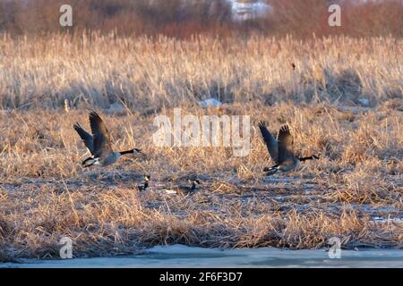 Zwei Kanadagänse fliegen tief durch ein Sumpfgebiet, zwei andere ruhen in den eisigen Gewässern dahinter. Stockfoto