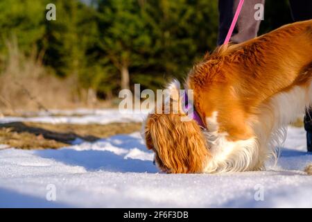 Ein Cavalier King Charles Spaniel auf einem Spaziergang schnuppert einen großen Fleck Schnee auf dem Boden. Die Tierhündin trägt einen violetten Kragen über ihrem Blenheim-Colorin Stockfoto