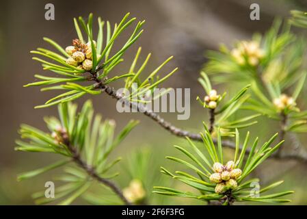 Nahaufnahme von männlichen Kiefernzapfen im Frühjahr entlang des Songbird Habitat Woodland Trail im Stone Mountain Park in der Nähe von Atlanta, Georgia. (USA) Stockfoto