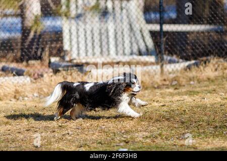 Ein Cavalier King Charles Spaniel mit einem dreifarbigen Mantel läuft in einem Hinterhof. Stockfoto