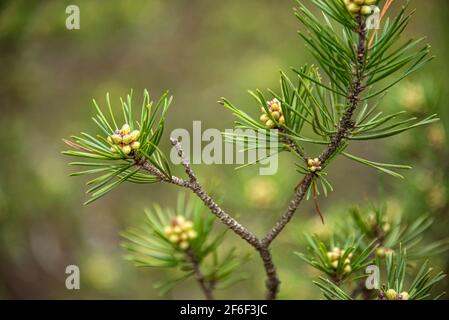 Nahaufnahme von männlichen Kiefernzapfen im Frühjahr entlang des Songbird Habitat Woodland Trail im Stone Mountain Park in der Nähe von Atlanta, Georgia. (USA) Stockfoto