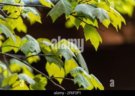 Hinterleuchtete Blätter bei Sonnenuntergang entlang des Songbird Habitat Woodland Trail im Stone Mountain Park in der Nähe von Atlanta, Georgia. (USA) Stockfoto