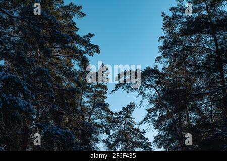 Hohe Kiefern gegen den blauen Himmel, kopieren Raum Stockfoto