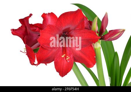 Rote Amaryllis Blume mit grünen Blättern isoliert auf weißem Hintergrund. Stockfoto