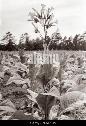 Einzelne Tabakblume. Die Tabakpflanze wird 'gekrönt', bevor sie im Feld blüht, mit Ausnahme einiger Pflanzen, die für Samen ausgespart werden. Shoofly, Granville County, North Carolina. 1939. Foto von Dorothea lange. Stockfoto