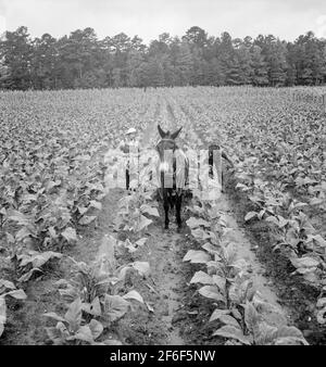 Tabak wird eingesetzt. Shoofly, North Carolina. 1939. Foto von Dorothea lange. Stockfoto