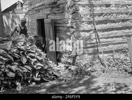 Das Einlegen des Tabaks nach der Morgenarbeit. Shoofly, North Carolina. 1939. Foto von Dorothea lange. Stockfoto