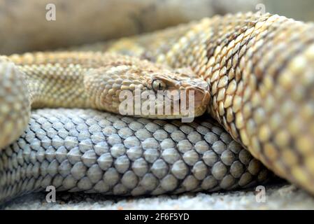 Südamerikanische Klapperschlange (Crotalus durissus unicolor) aus der Nähe. Gefährliche Giftnatter von Aruba. Stockfoto