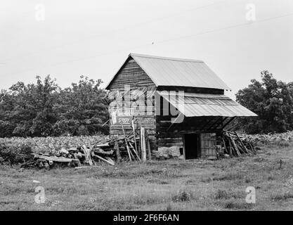 Der Tabakscheune, eine unverwechselbare amerikanische architektonische Form. Beachten Sie Tabak wächst im Feld hinter Scheune. Person County, North Carolina. 1939. Foto von Dorothea lange. Stockfoto