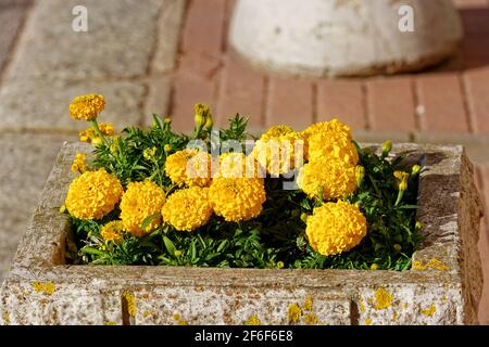 Urbane Steinbetten mit leuchtend gelben Blumen auf einem rosa gefliesten Bürgersteig. Stockfoto