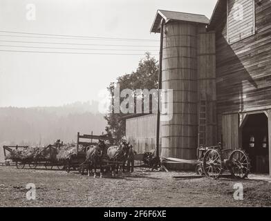 Hof eines der acht kooperierenden Bauern, dessen Mais an diesem Tag gelagert wird. Beachten Sie das neu gebaute Silo und den Silierschneider im Einsatz. In Der Nähe Von West Carlton, Yamhill Country, Oregon. 1939. Foto von Dorothea lange. Stockfoto