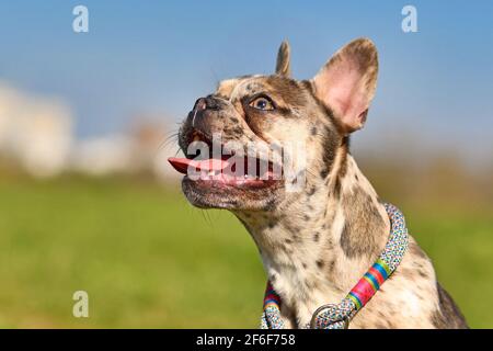 Merle gefärbte französische Bulldogge mit melierten Flecken mit Zunge Herausragen Stockfoto