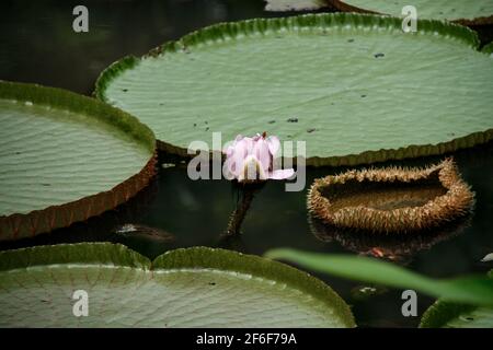 Eine rosa Lotusblume blüht zwischen grünen Seerosen im Botanischen Garten von Singapur, Singapur, April 2019 - kleine rote Libellenbarschen auf der Blume. Stockfoto