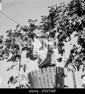 Hopfenwein und Hopfenpflücker. In Der Nähe Von Independence, Polk County, Oregon. 1939. Foto von Dorothea lange. Stockfoto