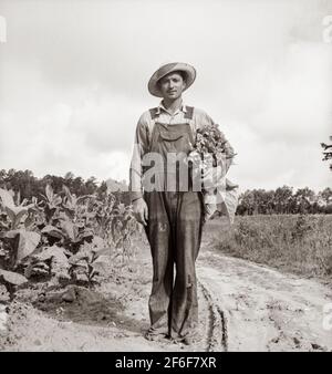 Der weiße Sharecropper, Mr. Taylor, hat gerade die Grundierung dieses Tabakfeldes beendet. Granville County, North Carolina. 1939. Foto von Dorothea lange. Stockfoto