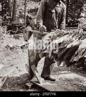 Stranging Tabak. Beachten Sie 'Pferde', um die Stöcke beim Stringing zu halten. Granville County, North Carolina. 1939. Foto von Dorothea lange. Stockfoto