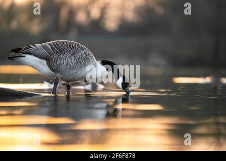 Wunderschöne Kanadische Gans, die bei Sonnenuntergang vom See trinkt, während Golden Stunde Sonnenschein Sonne Licht scheint reflektierend auf Flusswasser an Naturschutzgebiet Stockfoto