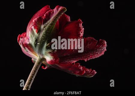 Zerzauste rote Tulpe in Wassertropfen, hinterleuchtet auf einem Schwarzer Hintergrund Stockfoto