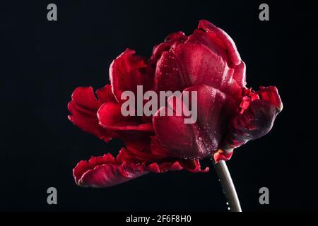 Majestätische rote Tulpe in Wassertropfen hinterleuchtet auf einem Schwarzer Hintergrund Stockfoto