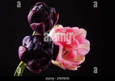 Schwarze und rosa Tulpen in leuchtender Hintergrundbeleuchtung auf dunkelschwarz Hintergrund Stockfoto