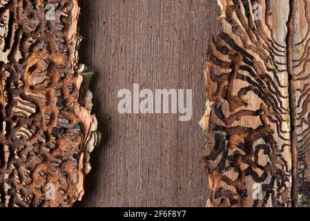 Fichtenrinde mit Muster aus Rindenkäfer (IPS Typographus). Stockfoto