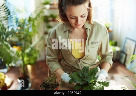 Grünes Zuhause. 40 Jahre alte Frau in weißen Gummihandschuhen mit Topfpflanze tun Gartenarbeit im modernen Haus an sonnigen Tagen. Stockfoto