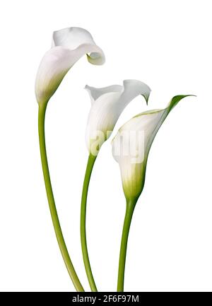 Schöne weiße Blumen Calla isoliert auf einem weißen Hintergrund. Stockfoto