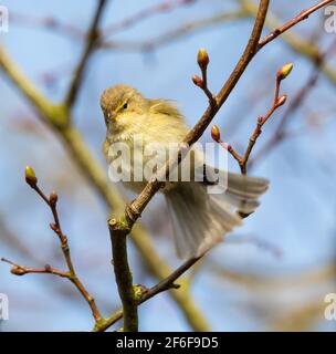 Chiffchaff der neue Frühling in Großbritannien Stockfoto