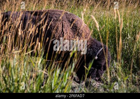 Ein kanadischer Wisent, der im Sommer im Elk Island National Park, Alberta, Kanada, westlich von Edmonton auf einem Grasfeld abseits der Straße grast. Stockfoto