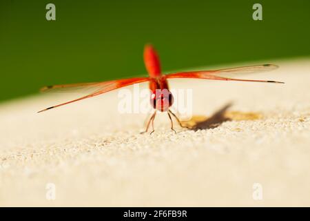 Am Pool befindet sich eine rote Libelle mit Wasserfallflügeln Stockfoto