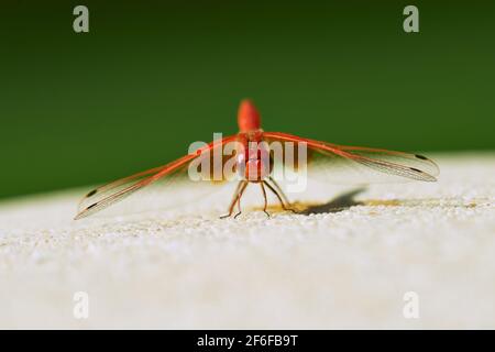 Am Pool befindet sich eine rote Libelle mit Wasserfallflügeln Stockfoto