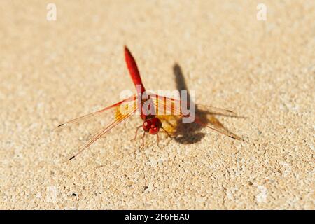 Am Pool befindet sich eine rote Libelle mit Wasserfallflügeln Stockfoto
