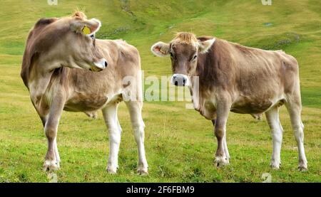 Zwei Kühe auf der Bergwiese. Stockfoto