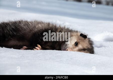 Eine tote, junge Virgina opossum liegt im Februar 2021 auf einer Schneebank im Südwesten von Ontario, Kanada. Diese Opossums sind Kanadas einzige Beutelart. Stockfoto