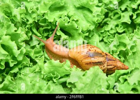Große lebende Schnecke zwischen grünen Blättern Stockfoto