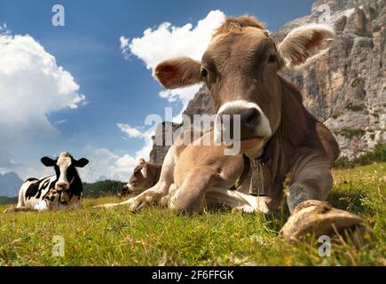 Kopf der braunen Kuh (bos primigenius taurus) mit Kuhglocke unter dem Monte Pelmo, Italien Stockfoto