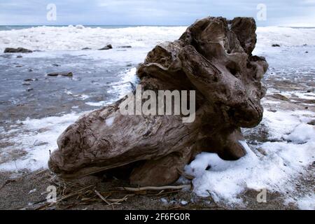 Winter im Südwesten von Ontario, Kanada – großes Stück Treibholz am eisigen Ufer des Grand Bend Beach, Lake Huron, aufgenommen im Januar. Stockfoto