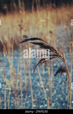 Hohes Schilf mit Schneekappen auf dem gefrorenen See An einem sonnigen Tag Stockfoto