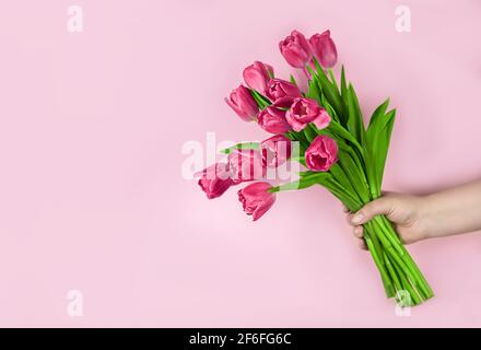 Rosa Tulpen Blumen in der Hand auf einem rosa Hintergrund. Konzept - Gratulation zum internationalen Frauentag, Geburtstag, nur eine angenehme Überraschung, Frühling Stockfoto