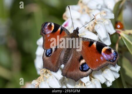 Pfauenschmetterling, der sich mit Pieris-Blüten ernährt Stockfoto